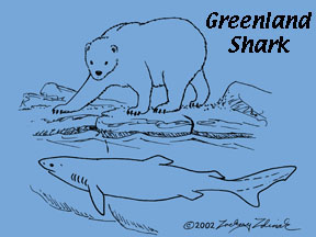 Life Drawing Wildlife Clip Art